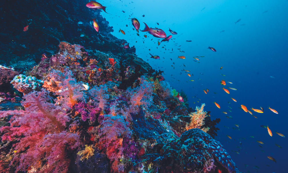 Colourful reef with fish underwater at Anantara Kihavah