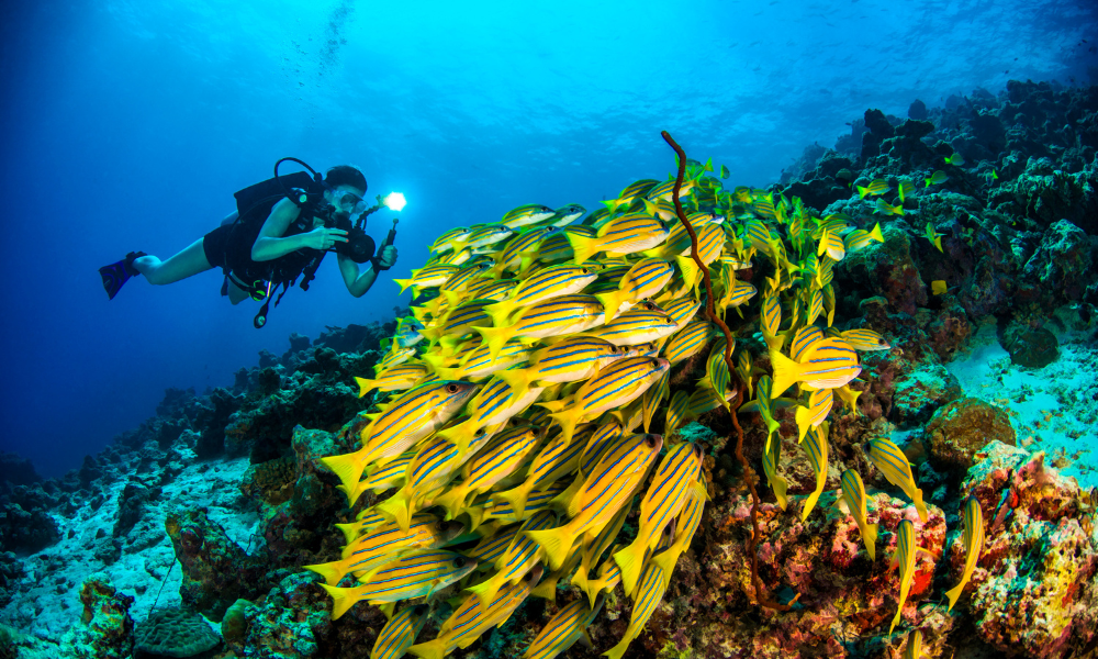 Dusit Thani diver with school of fish