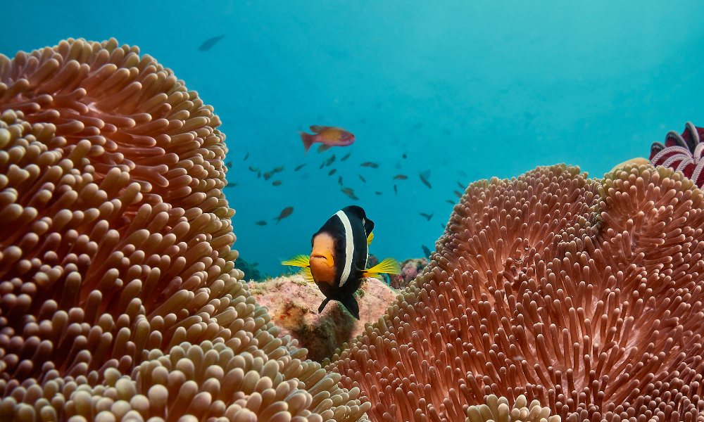 Reef with fish in the Maldives