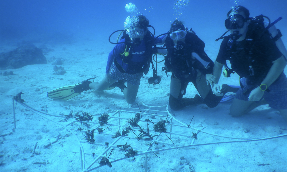 Reethi Fari coral regeneration project