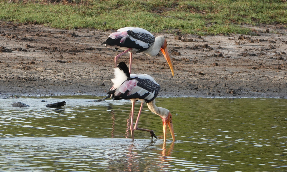 Kumana National Park birds