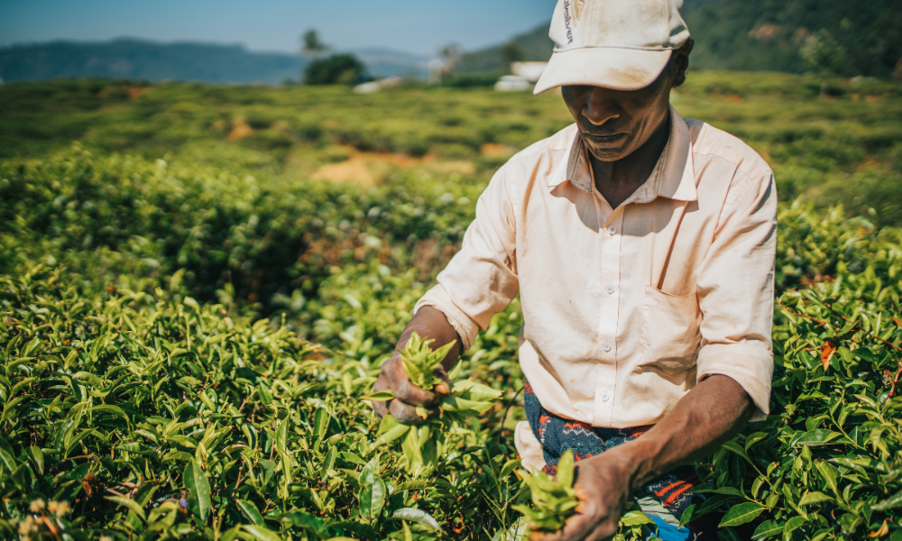 Man tea picking in Sri Lanka