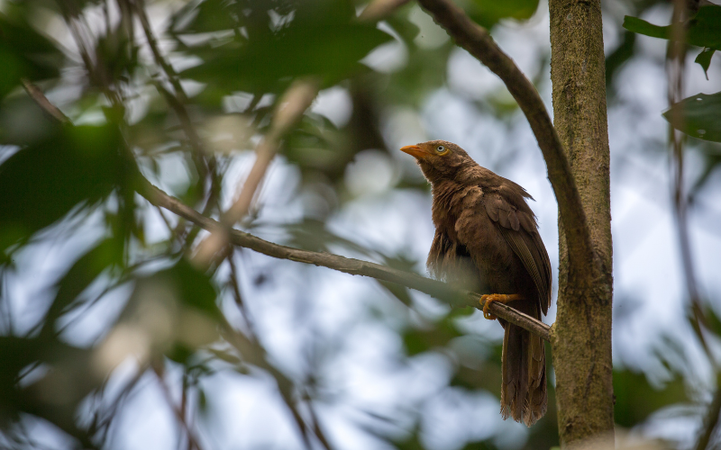 Flora and Fauna Research Support - Protect a Virgin Rainforest